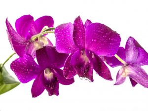 Pravidlá pre pestovanie orchideí Dendrobium