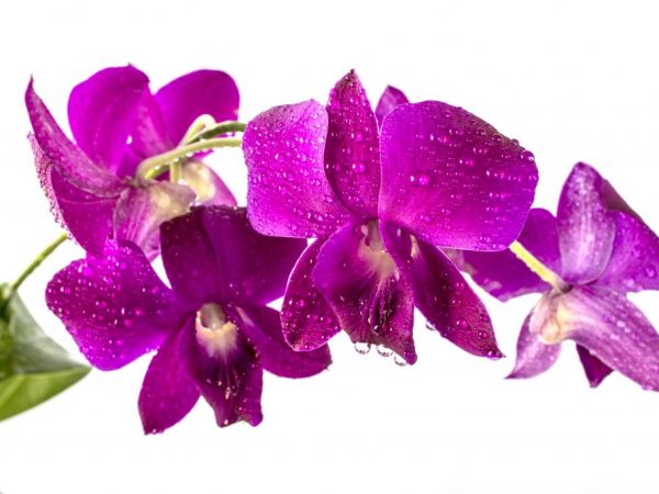 Pravidlá pre pestovanie orchideí Dendrobium