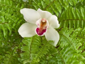 Vlastnosti orchideí a papradí