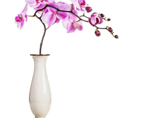 Starostlivosť o orchidey vo váze a banke