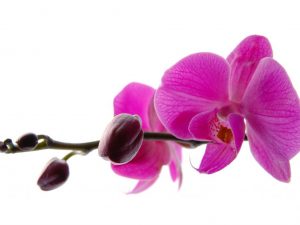Dôvody pre zhadzovanie pukov v orchideách