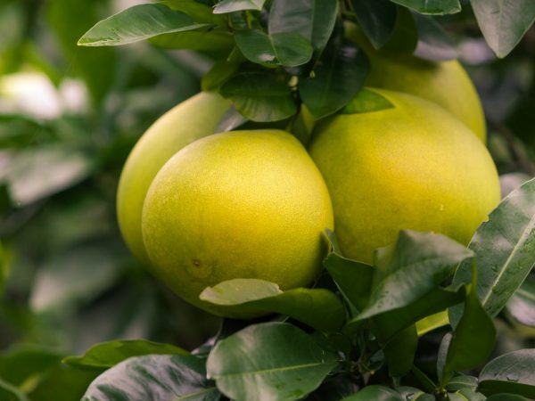Pomelo na cukrovku