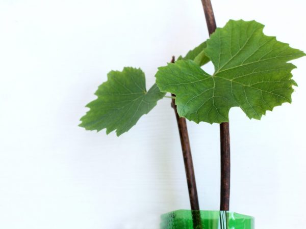 Pravidlá pre množenie hrozna odrezkami