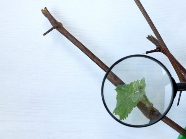 Čas zakorenenia závisí od odrody hrozna