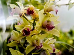 Ako reprodukovať orchideu s stopkou