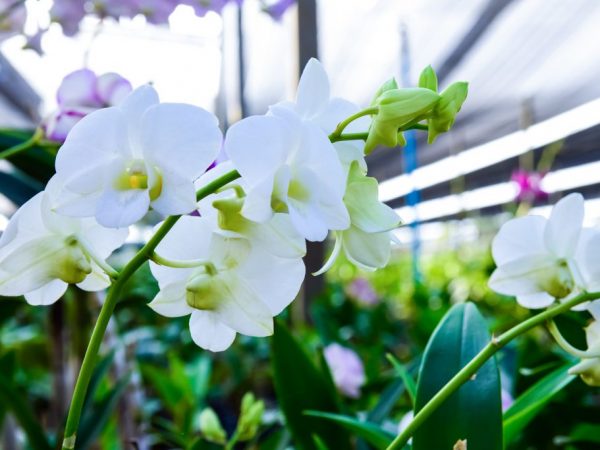 Orchidey rastú po celom svete