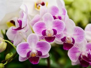 Čo sú najkrajšie orchidey na svete
