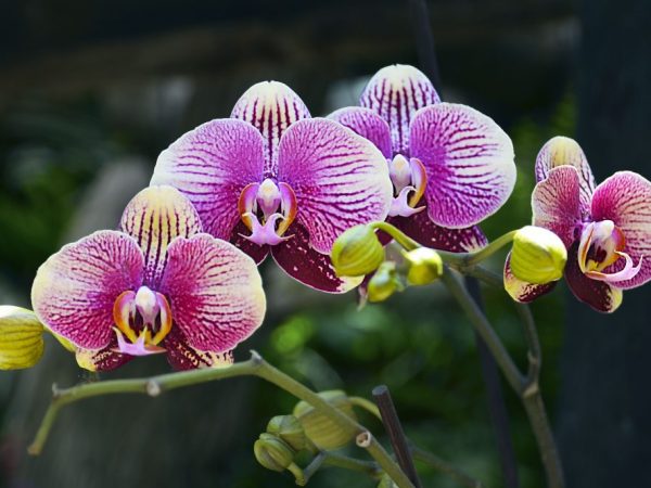 Niektoré orchidey sú veľmi drahé