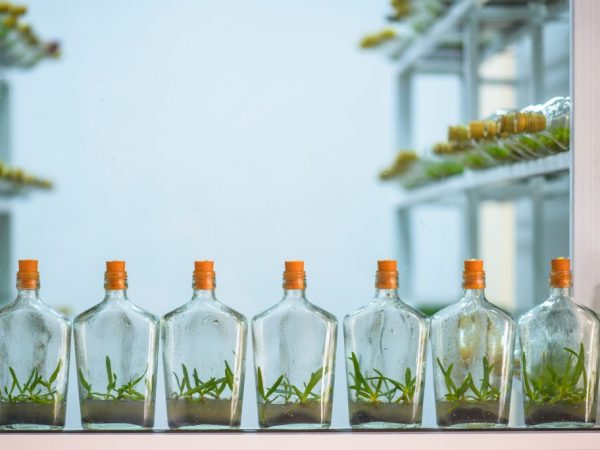 Čakanie na orchideu zo semien nie je rýchla práca