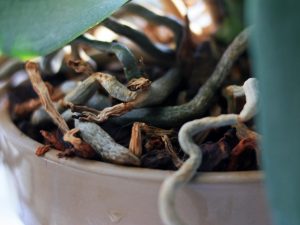 Orchidea má zhnité korene