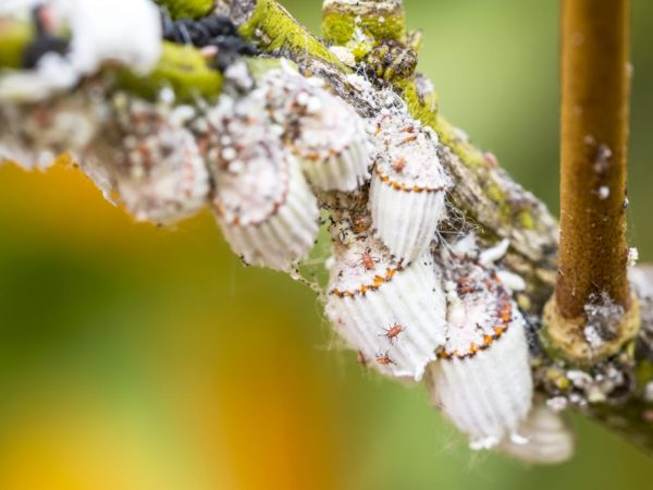 Insekticídy pomôžu zbaviť sa škodcov