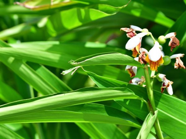 Prečo má orchidea mäkké a pomalé listy
