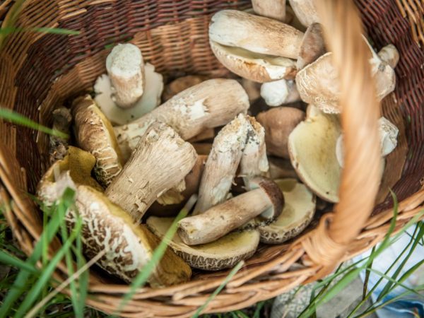 Boletus je výživný a obsahuje v základni prospešné stopové prvky