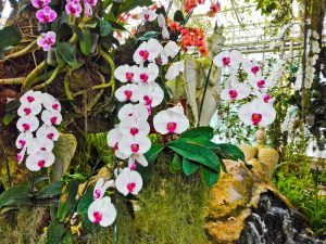 Aplikácia Bona forte pre orchidey