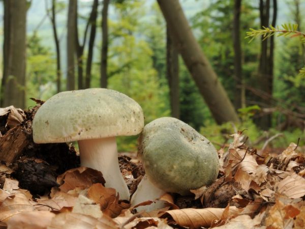 Odrody falošného Russula