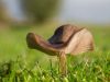 Entoloma huba jedovatá
