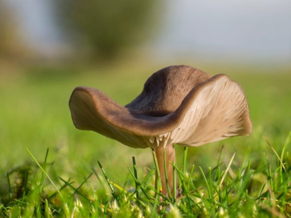 Entoloma huba jedovatá