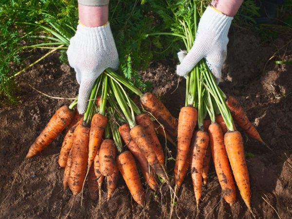 Starostlivosť spočíva v kyprení pôdy, hnojení, kŕmení, preriedení sadeníc