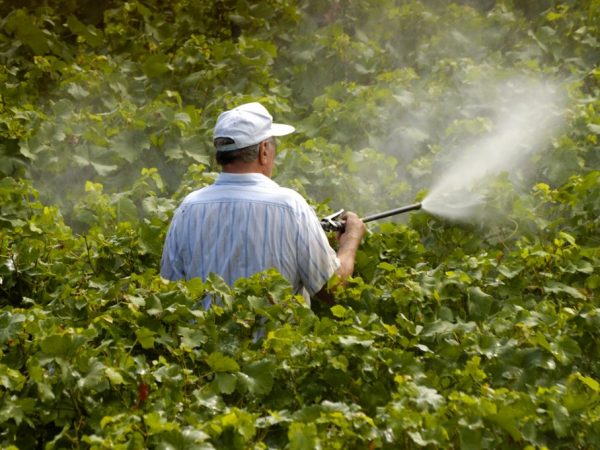 Rastliny sa spracovávajú počas vegetačného obdobia.