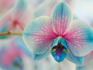 Prerezávanie orchidey po odkvitnutí