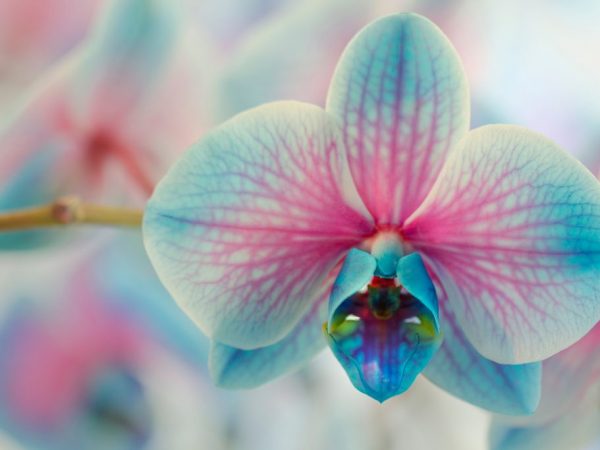 Prerezávanie orchidey po odkvitnutí