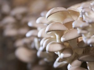 Pestovanie hlivy ustricovej v krajine
