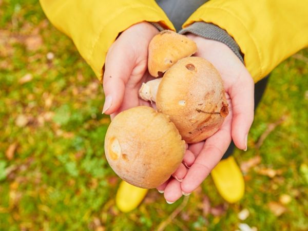 obsahuje v buničine aminokyseliny, enzýmy, vitamíny a minerály