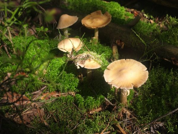 Klobúk je zvrásnený, je pokrytý bielym povlakom, ktorý sa na okrajoch stáva šupinami