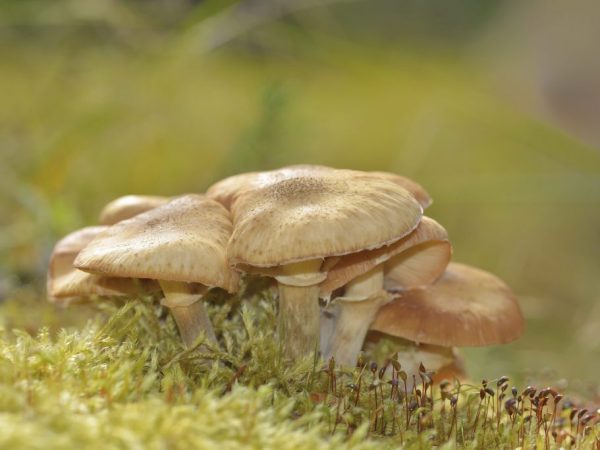 Konzumácia húb zvyšuje imunitu