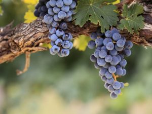 Odroda hrozna Merlot