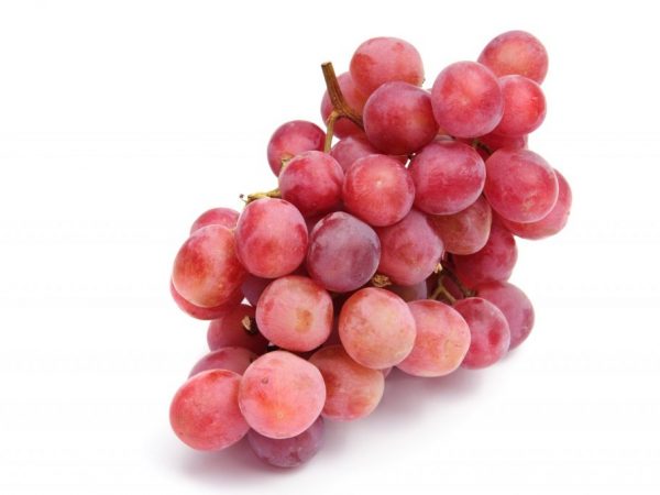 Bobule neznášajú dobre prepravu