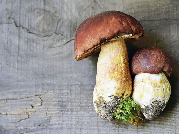 Červené zotrvačníky sa nachádzajú v roklinách po stranách starých poľných ciest.