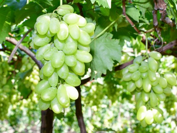 Mrazuvzdorné odrody viniča