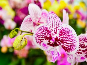 Príprava a opätovná výsadba kvitnúcej orchidey