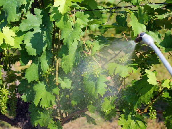 Ošetrenie hrozna pred chorobami a škodcami