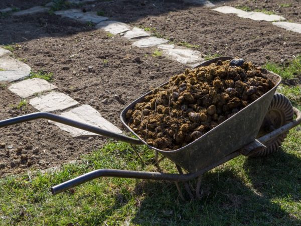 Organické hnojivá by sa mali používať s opatrnosťou