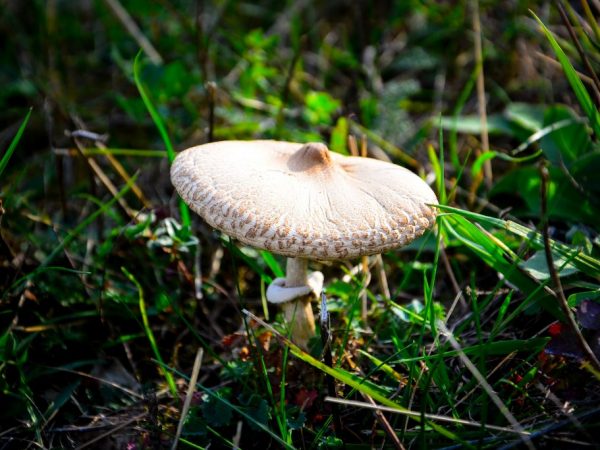 Jedovaté huby môžu spôsobiť ťažkú ​​otravu