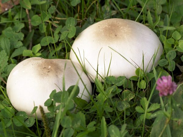 Pozorne si preštudujte popis huby