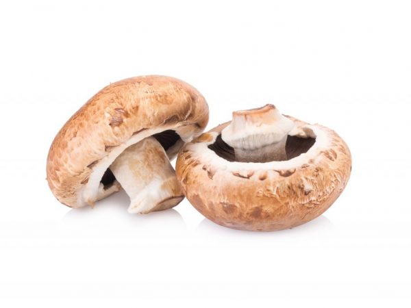 Pre huby je charakteristický zakrivený uzáver.