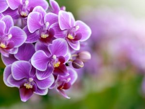 Reprodukcia phalaenopsis doma