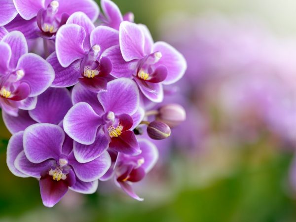Reprodukcia phalaenopsis doma
