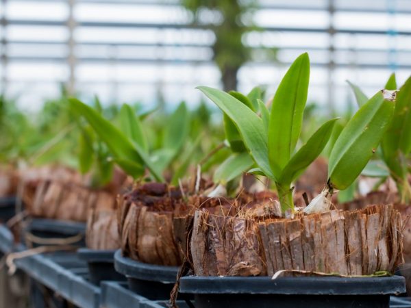 K reprodukcii orchidey phalaenopsis môže dôjsť rozdelením materskej rastliny