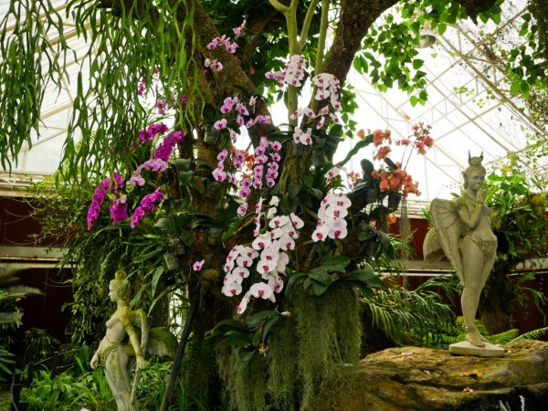 Neobvyklé a vzácne druhy orchideí