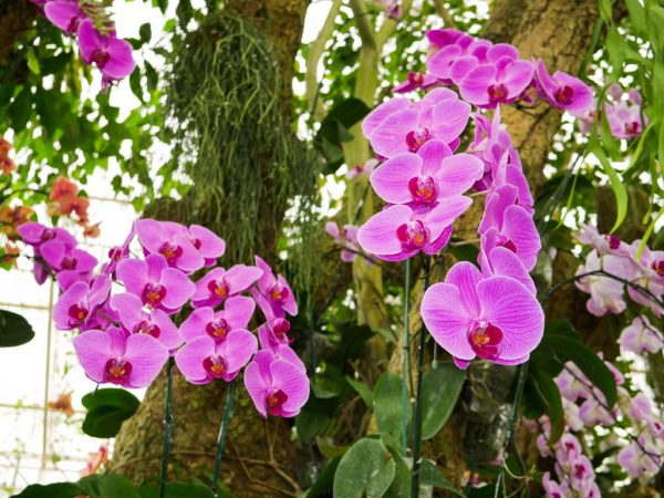 Colemanova orchidea je vzácnym členom rodiny phalaenopsis