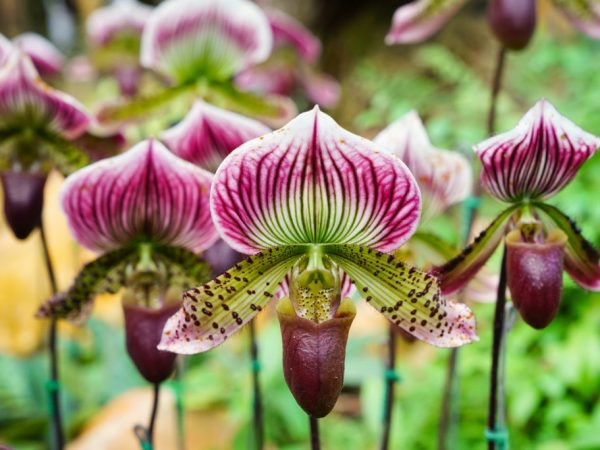 Rothschildova papuča je najdrahšia odroda orchideí na svete