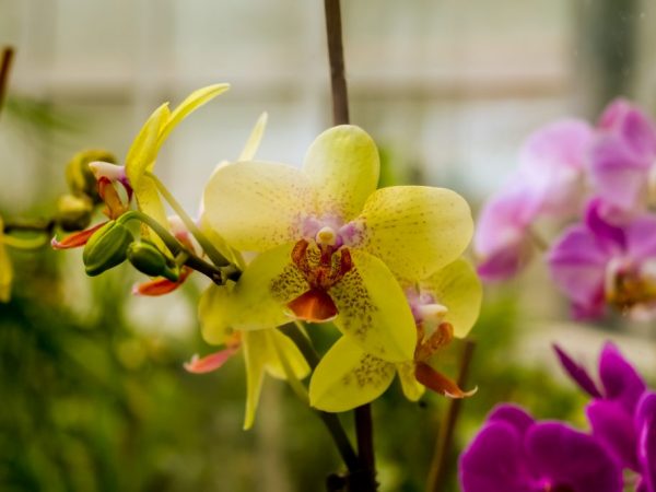 Havajská močiarna orchidea patrí do endemickej rodiny