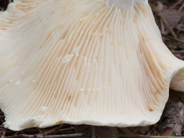 Huby znižujú hladinu cholesterolu
