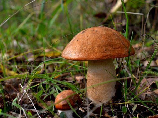 Hongos del territorio de Stavropol