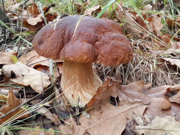 El Cáucaso es rico en una variedad de hongos.