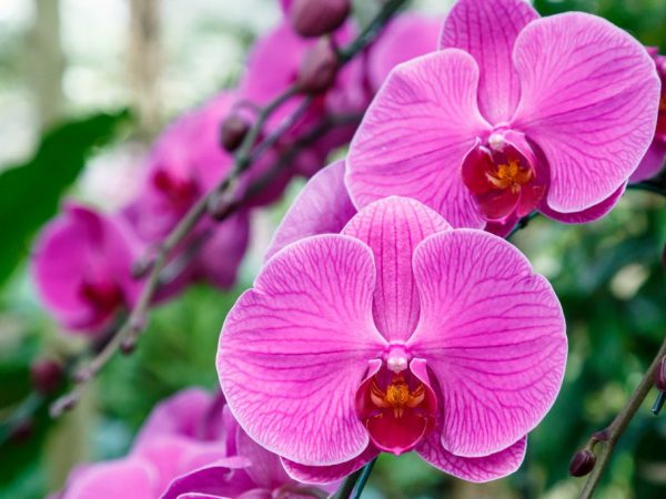 Odroda Bull patrí do čeľade dendrobium.